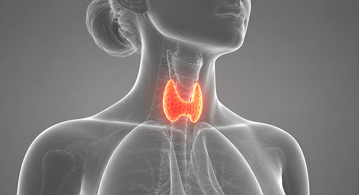 Endocrinologia Imagem Endocrinologia